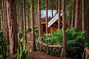 a cabin in the middle of a forest with trees at Los Pinos EcoHotel in Hobo
