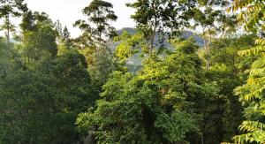 a forest filled with lots of lush green trees at The Mist in Ella +4 photos
