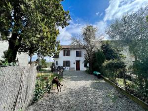 a dog standing in the yard of a house at Cascina Liebe con Idromassaggio in Ozzano Monferrato
