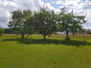 due alberi in un campo di erba verde di Fritzerhof a Gössweinstein