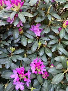 a bush of pink flowers with green leaves at Ferienwohnung Haus Lohne in Lohne