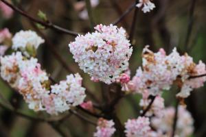 a bunch of pink and white flowers on a tree at Ferienwohnung Haus Lohne in Lohne