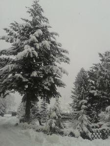 ザンクト・ミヒャエル・イム・ルンガウにあるHaus Santorumの雪に覆われた松の木
