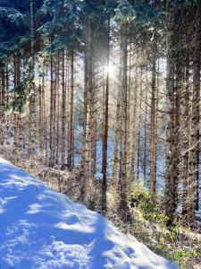 a snow covered forest with the sun shining through the trees at La Maison de Hobbit in Lafarre