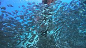 a large group of fish in the water at Senjahomestayrajaampat in Fam