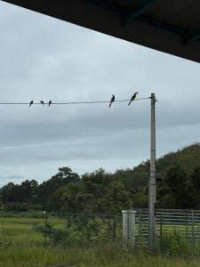 a flock of birds sitting on a wire at Lot 766, Langkawi in Pulau Langkawi
