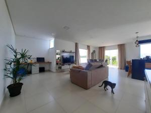 a cat walking in a living room with a couch at Casa com piscina e hidromassagem in Ilhéus