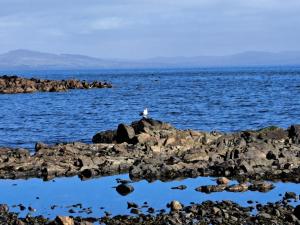 a bird sitting on a rock in the water at Shell Cottage in Whithorn