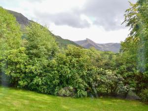a group of trees in a field with mountains in the background at Trevene in Buttermere +24 photos
