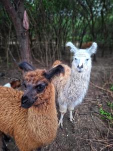 two sheep standing next to each other on a field at finca granja la soñadita in Santiago del Estero