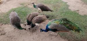 a group of birds standing in the grass at finca granja la soñadita in Santiago del Estero