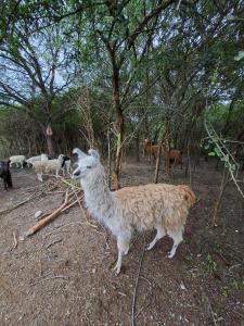 a llama standing in a field next to trees at finca granja la soñadita in Santiago del Estero +54 photos