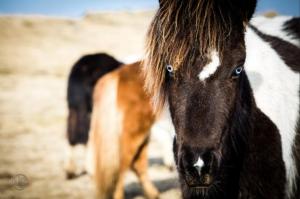a close up of a brown and white horse at The Nest in Raufarhöfn