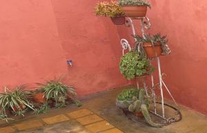 a bunch of potted plants on a stand next to a wall at Lo de Mingo in San Pedro +6 photos