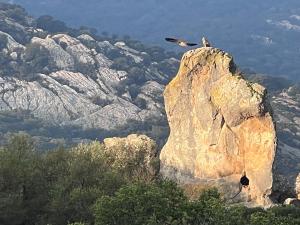 a bird perched on top of a rock at Casa Chula Estudio in Jimena de la Frontera