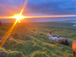 two horses in a field with the sunset in the background at Kirkjufell View Cottages in Grundarfjordur