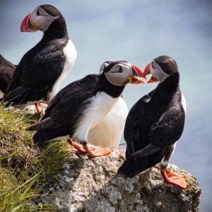 three birds sitting on a rock by the water at Malarhorn Accommodations in Drangsnes +65 photos
