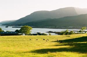 a group of animals in a field near a body of water at Kathleen's Croft, charming detached croft house in Torridon