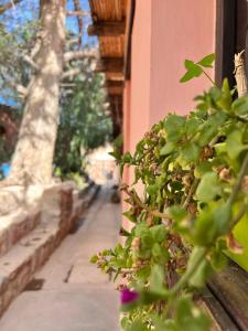 a plant with purple flowers next to a building at Kantuta Hospedaje in Tilcara
