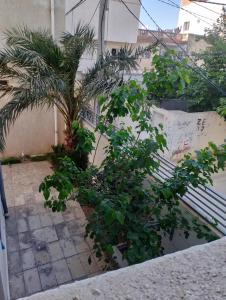 a palm tree in a garden next to a building at Da Dora in Dar el Haj Ahmed Souid