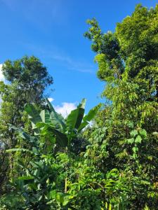 a group of trees with a blue sky in the background at The Sinta Bali in Munduk