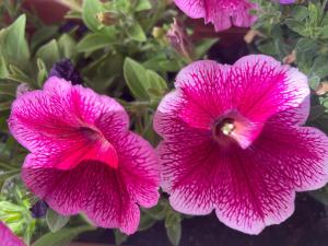 a close up of two pink flowers at Vanellus in Balatongyörök