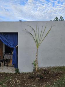 a palm tree in front of a white wall at Kaz a kann là in Petit-Canal