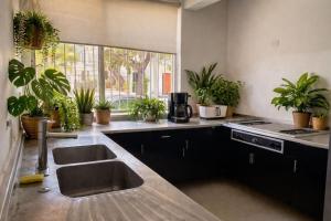 a kitchen with plants on the counters and a sink at Galeria Elementos, Tierra in Campeche