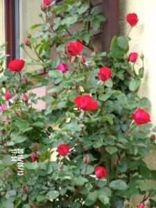 a bush of red roses in front of a window at Chambres D'hotes Du Vignoble in Riquewihr