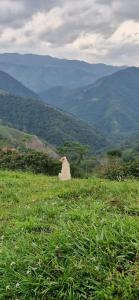 a dog sitting on top of a grassy hill at Hotel Casa de Teja in Norcasia