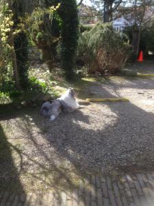 Zahrada ubytování Villa Hoog Duin