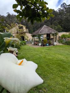 a garden with a large white flower in the grass at Friends With Bienefelts in Turners Beach