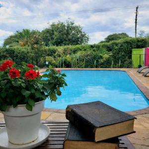 a book and a potted plant next to a pool at The Hedge Guesthouse in Kuruman