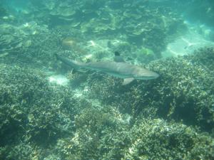 a shark swimming over a coral reef at Viking House Apartment in Koh Tao