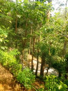 a group of trees and bushes in a forest at River View Inn in Maskeliya