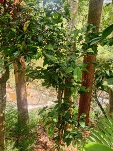 a group of trees with green leaves in a forest at River View Inn in Maskeliya