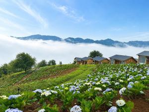 a field of flowers on a hill with houses at Samu Retreat Tà Xùa in Bắc Yên +55 photos