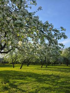 a group of trees in a field with green grass at Žemosios Panemunės dvaro sodininko namas in Žemoji Panemunė