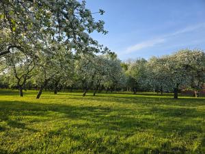 a field of green grass with trees in the background at Žemosios Panemunės dvaro sodininko namas in Žemoji Panemunė