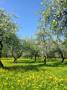 a field with trees and flowers in a park at Žemosios Panemunės dvaro sodininko namas in Žemoji Panemunė