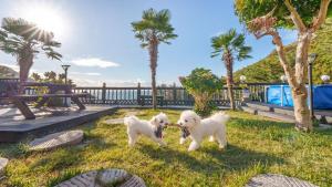 three white dogs playing in the grass at geoje yeoul pet-friendly pension in Yŏch'a