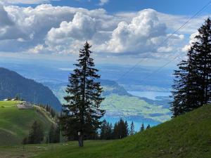 a tree on the side of a hill with a lake at Panorama-Bubble Klewenalp in Beckenried
