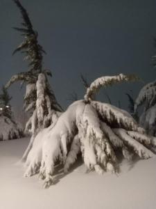 a group of trees covered in snow at Irini in Ifrane