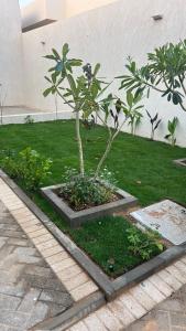 a small tree in a plot of grass next to a building at اليمامه in Al Yamāmah