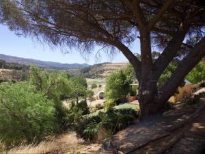 a tree sitting on top of a hill with a view at Swaynekloof Farm in Botrivier
