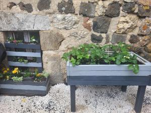a blue planter with plants in it next to a stone wall at Maison d´hôtes La Dromandise in Saint-Arcons-de-Barges