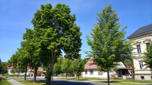 three trees in front of a white building at FW Wölfer in Velten