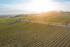 an aerial view of a vineyard with the sun in the background at Château Pech-Céleyran in Salles-dʼAude