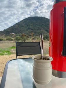 a plant in a cup on a table next to a bottle at Refugio Callihue in El Ajial