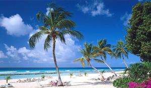 a group of palm trees on a beach at Claraville Apartment - Unit 2 in Saint James